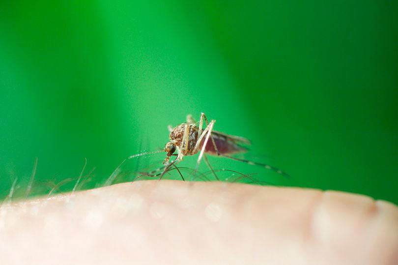 mosquitoes top the charts of world's ten deadliest insects for humans