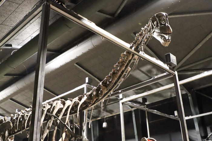 155 millioner gammelt dinosaurskelet udstilles i safaripark