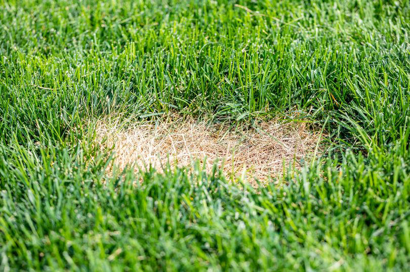 common lawn mistake you should avoid or risk 'yellow and straw-like' grass patches