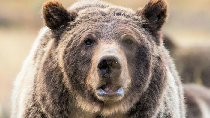 tourist learns the hard way never to approach a grizzly bear for photos – no matter how cute it looks