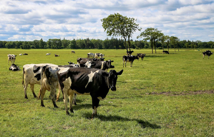 pierwszy kraj w ue testuje podatek od emisji co2 w rolnictwie. 100 euro od krowy