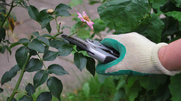 amazon, rosen schneiden: für üppiges wachstum solltest du diese regel beachten