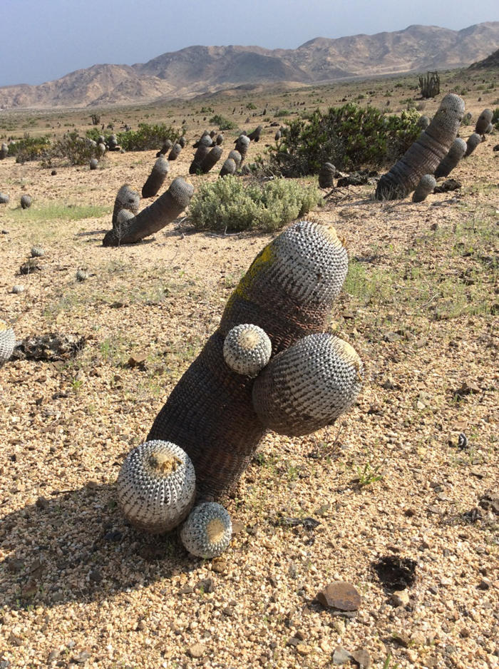 el comercio ilegal de cactus copiapoa como adorno puede llevar a su extinción, alerta la uicn