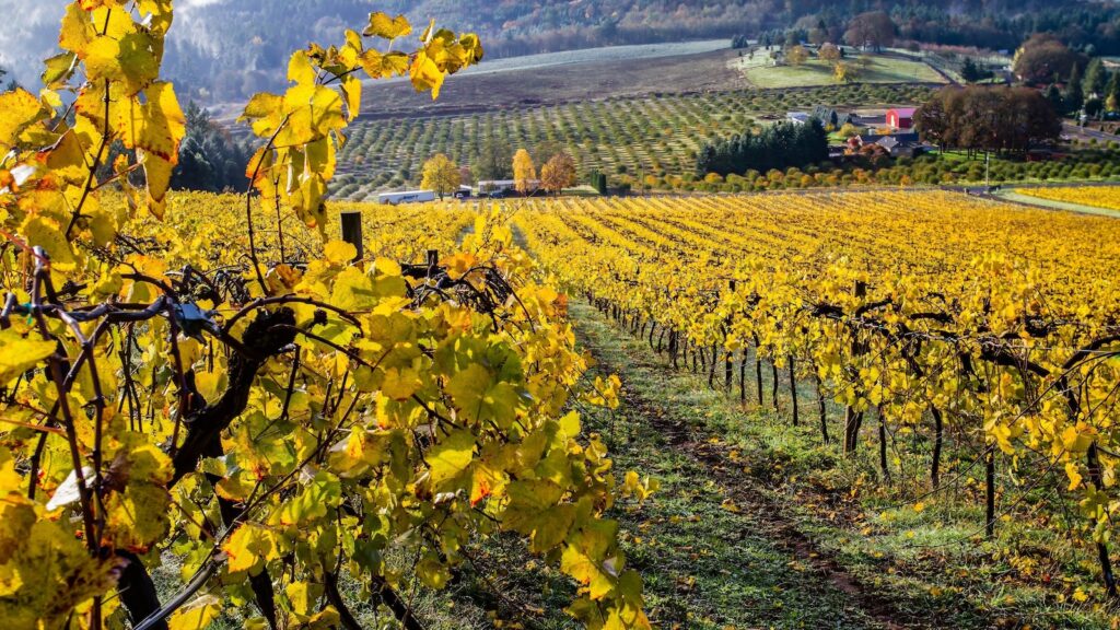 <p>It doesn’t take long once you leave the western Portland suburbs to start passing by the vineyards that line the foothills along the Willamette Valley. </p><p>It’s no wonder that many of these wineries are constantly busy, as getting to them can take as little as 30 minutes!</p><p>Packing a picnic and driving out to your favorite winery to taste their latest Pinot Noirs is a favorite pastime for many Portlanders and is one of the things that makes living here such an incredible experience.</p>