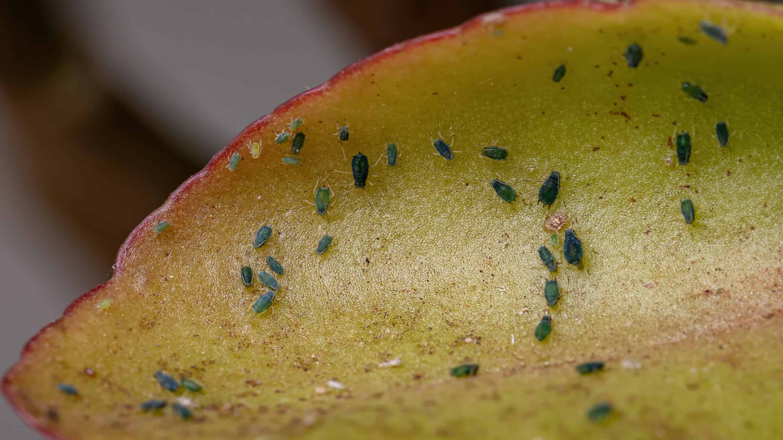 These Are The Methods for Getting Rid of Aphids Naturally