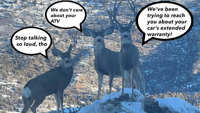 apparently, deer and elk don't care about your loud utv or atv
