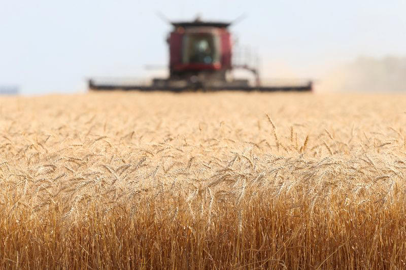 canadian farmers cut wheat plantings, government says