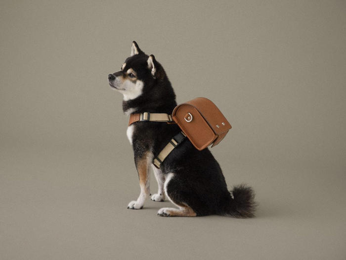 大谷翔平の愛犬デコピンがランドセル愛用に土屋鞄「選んでいただけたのはうれしい」と感謝