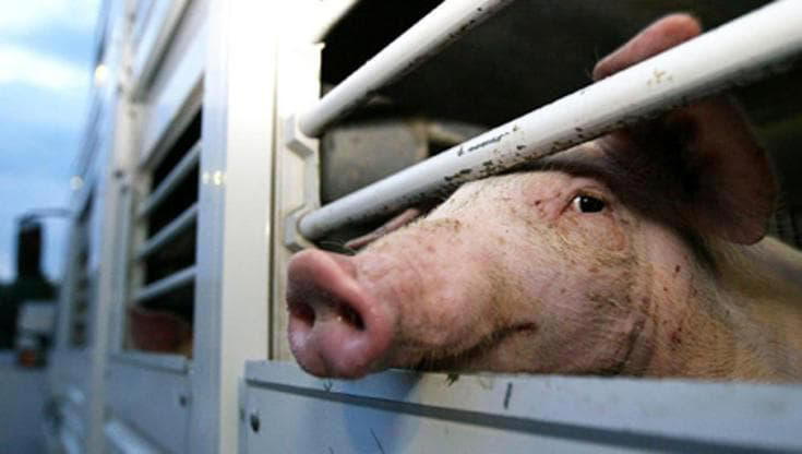 morti di stenti 20 maiali trasportati su un camion arrivato dall’ungheria a bari: “mancavano cibo e acqua”