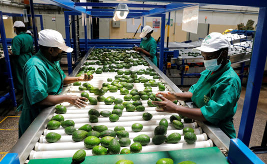 Atualmente, o abacate no México é principalmente um produto de exportação para os Estados Unidos e a Europa