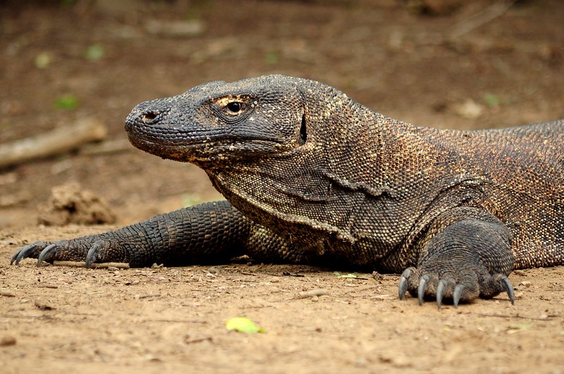 <p>Park rangers help upkeep Komodo National Park—and they do tell visitors to take safety precautions. For instance, if you spot a Komodo dragon <strong>don't maintain eye contact with them.</strong> It's even recommended that people buddy up when going to the restroom. </p>