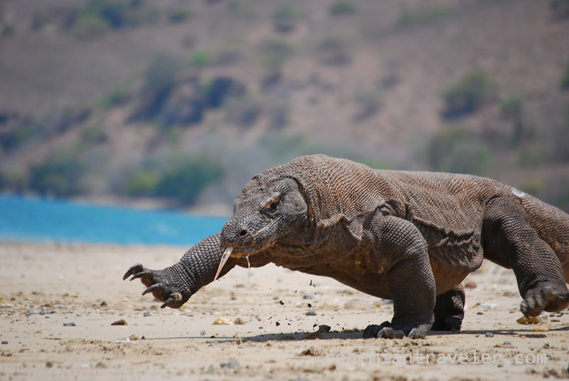 <p>Around 6,000 Komodo dragons can be found on the island, which is also a popular destination for divers. If you just so happens to be a reptile enthusiast then this island might be on your bucket list—<strong>but be warned...</strong></p>