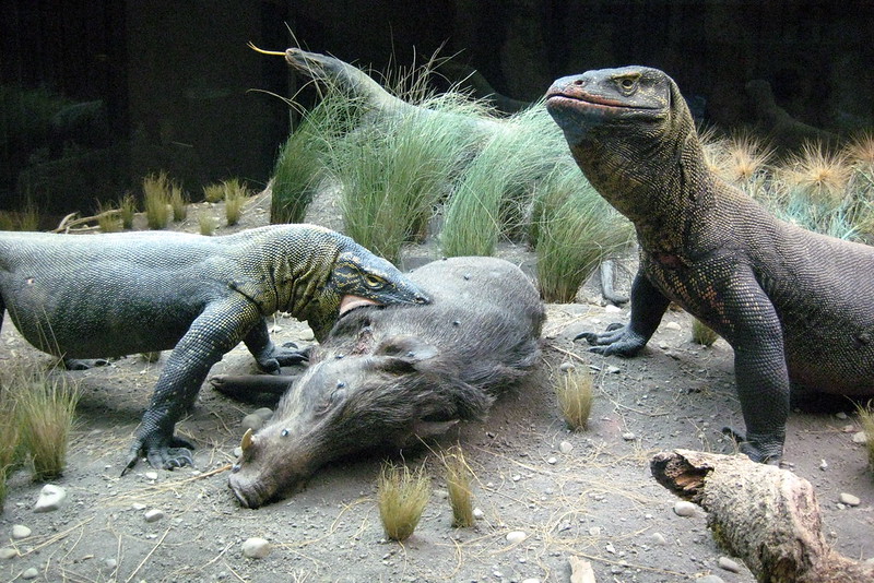 <p>Komodo dragons are not to be messed with. Keep in mind that from 1974 to 2012, there were <strong>24 reported attacks</strong>—and five people lost their lives.</p>