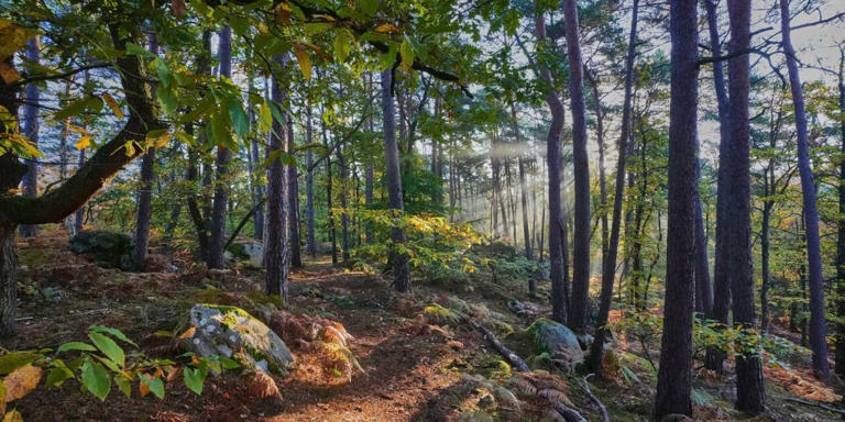 Méconnu de tous et à 40 minutes de Paris, cet arrêt de train en pleine forêt permet de faire de jolies escapades en plein air