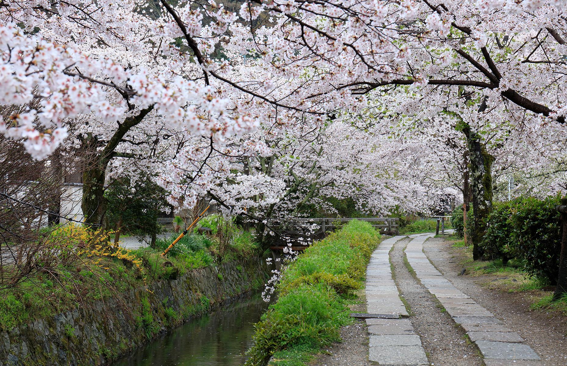 Philosopher's Path, Kyoto, Japan