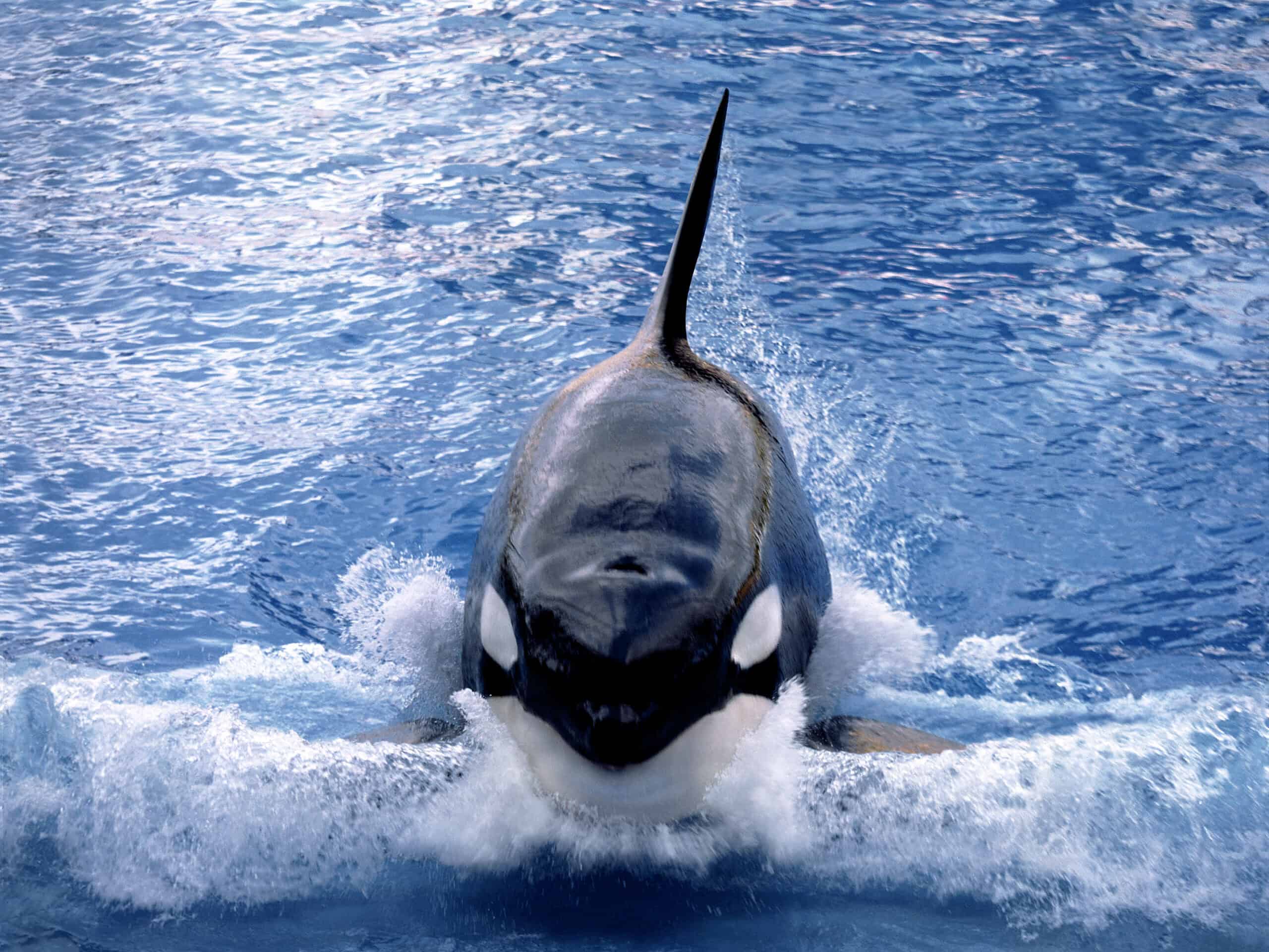 <p>The average orca, also known as the killer whale, is between 23 and 32 feet in length. And weighs around 8,800 pounds – which is not small at all! </p>           Sharks, lions, tigers, as well as all about cats & dogs!           <a href='https://www.msn.com/en-us/channel/source/Animals%20Around%20The%20Globe%20US/sr-vid-ryujycftmyx7d7tmb5trkya28raxe6r56iuty5739ky2rf5d5wws?ocid=anaheim-ntp-following&cvid=1ff21e393be1475a8b3dd9a83a86b8df&ei=10'>           Click here to get to the Animals Around The Globe profile page</a><b> and hit "Follow" to never miss out.</b>