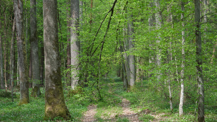 białowieski park narodowy — wszystkie szlaki turystyczne są otwarte, region potrzebuje promocji