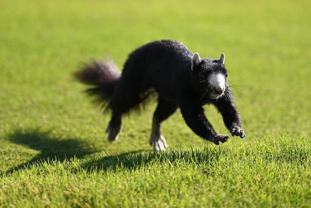 PINEHURST, NORTH CAROLINA - JUNE 12: A squirrel runs off the third green during a practice round prior to the U.S. Open at Pinehurst Resort on June 12, 2024 in Pinehurst, North Carolina. (Photo by Ross Kinnaird/Getty Images)
