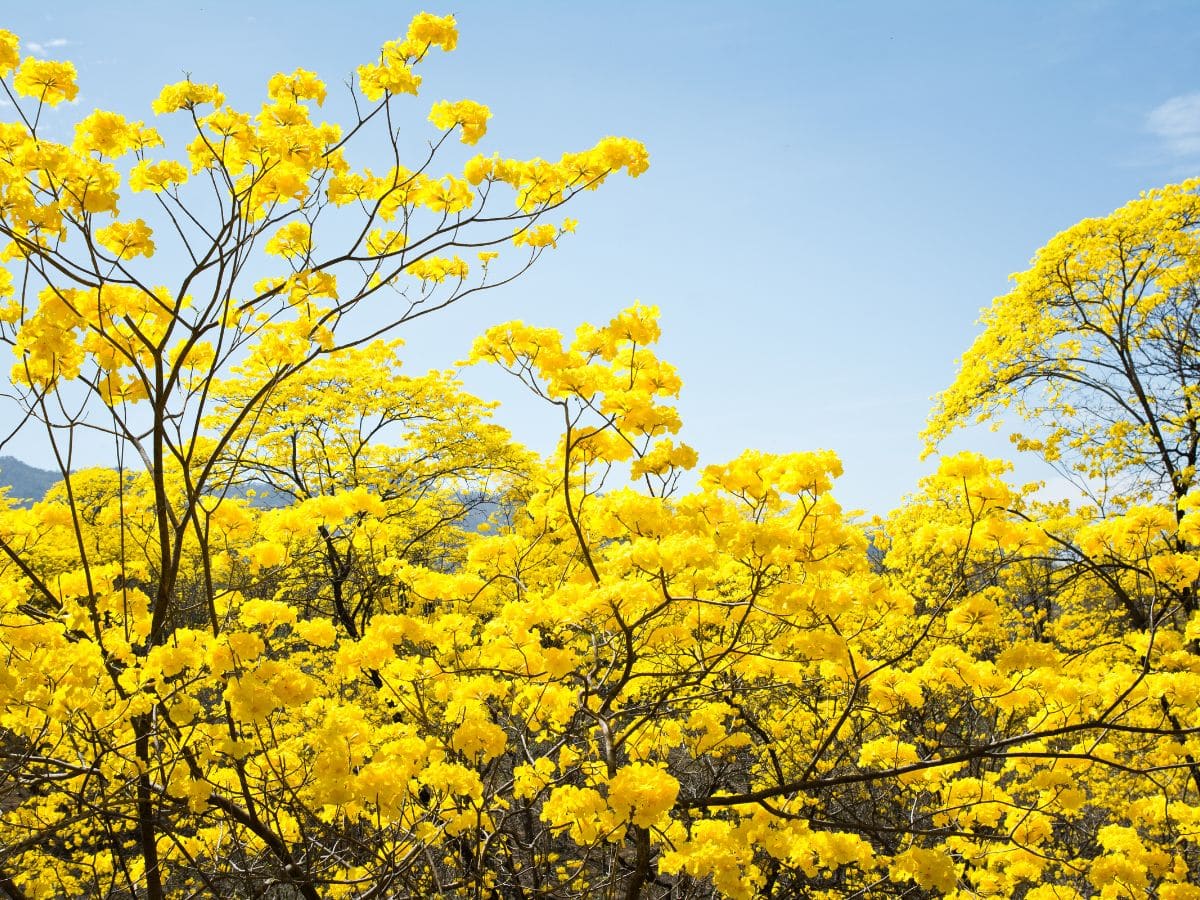 <p>Every year, the small village of Mangahurco in the canton of Zapotillo witnesses the spectacular flowering of the Guayacanes. This event transforms the landscape into a sea of vibrant yellow blooms, attracting nature lovers and photographers. The Guayacanes’ flowering is a testament to Ecuador’s rich biodiversity, and a must-see for anyone interested in the natural beauty and seasonal wonders of the country.</p>