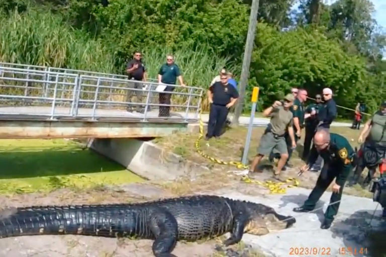 Video shows officials wrangling alligator after it snatched and killed ...