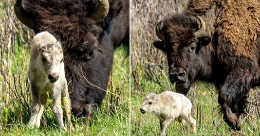 The white buffalo calf was photographed by a Yellowstone National Park visitor (Pictures: AP)