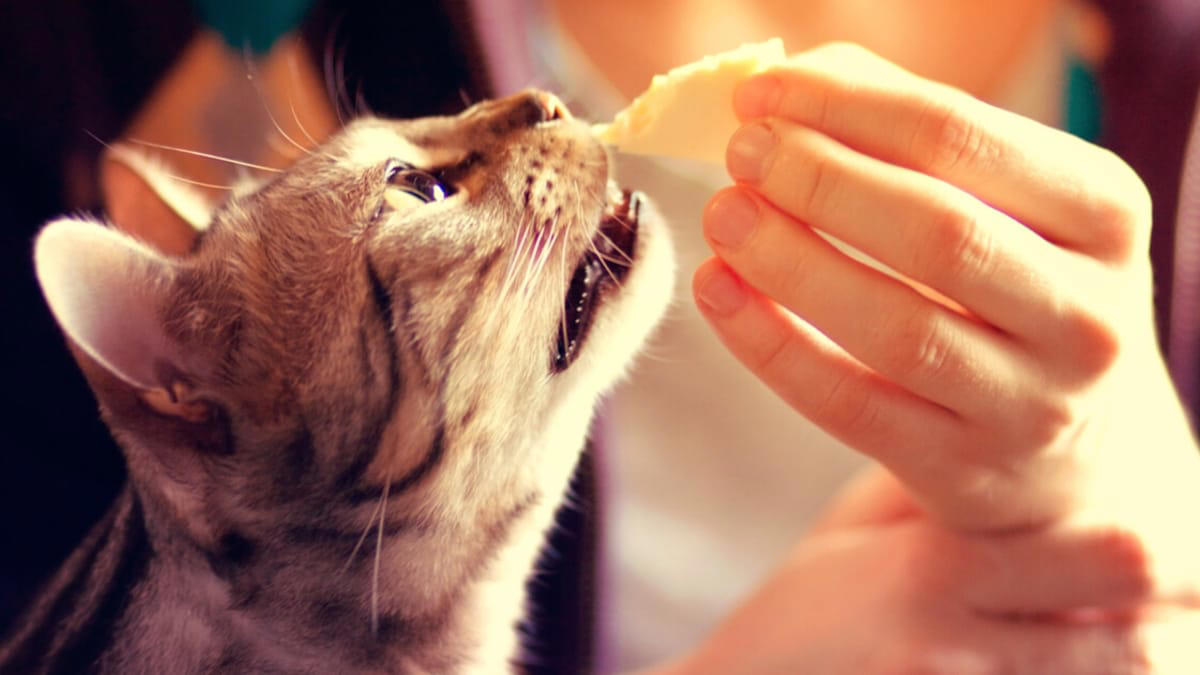 scopriamo se i gatti possono mangiare il formaggio!