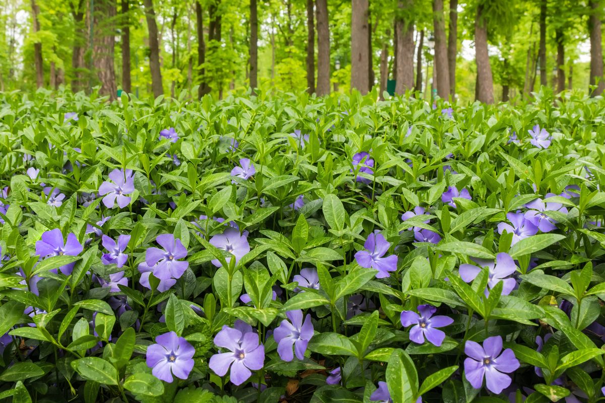 5) Vinca Minor