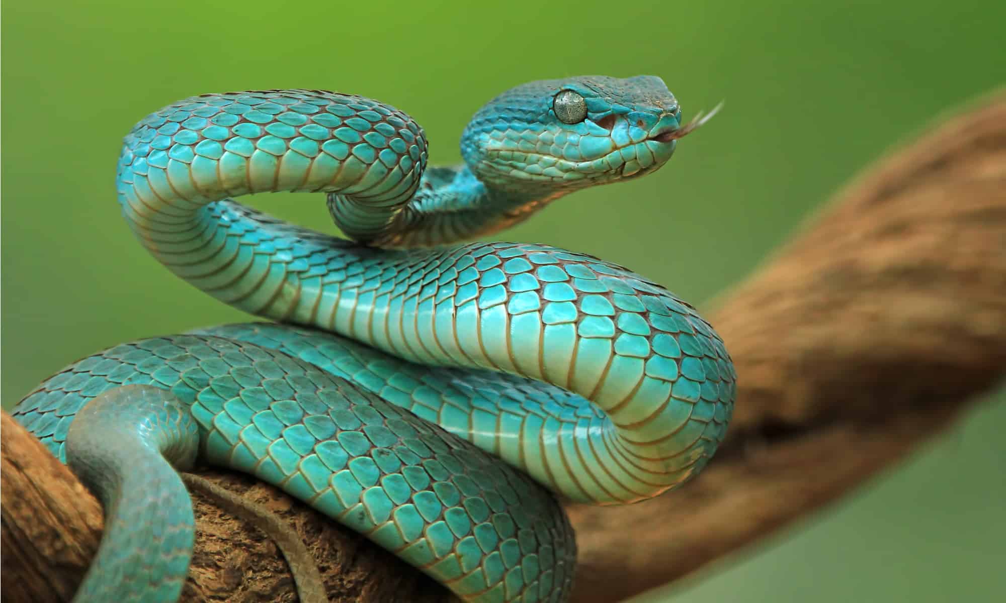 These Are The Most Expensive Snakes in the World