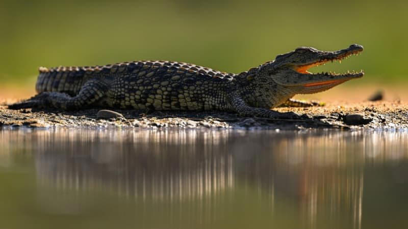 krokodil terrorisiert gemeinde – und landet kurzerhand im kochtopf