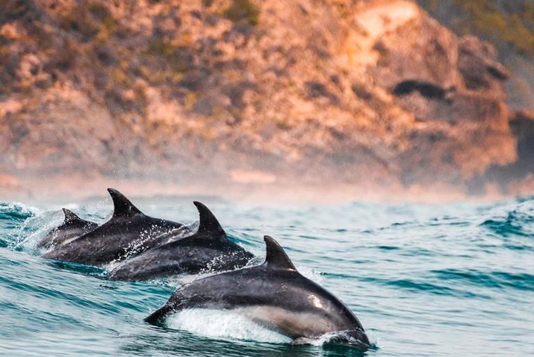 <p>This is a huge hit for the older demographic who go on cruises. You think that when you're sailing the ocean blue, you're going to see dolphin pod after dolphin pod. You see yourself at a Sea World, but in the wild. </p> <p>There are people who think that cruise ships travel on populated areas of the ocean like it's some sort of whale watching tour. They couldn't be more wrong. </p>