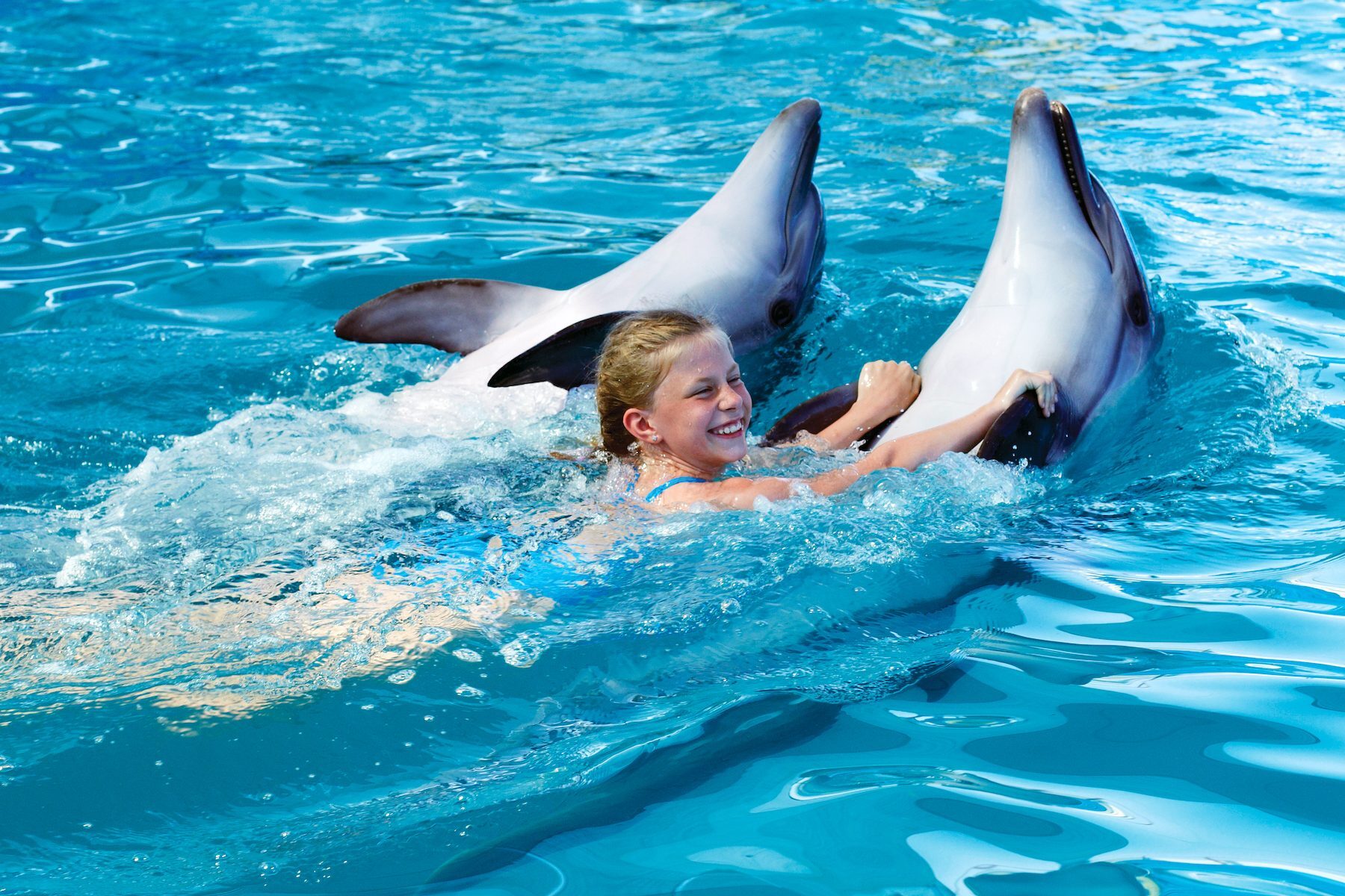 Weshalb Sie das Schwimmen mit Delfinen unterlassen sollten