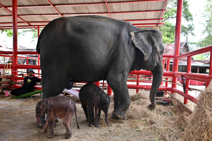 elefantenkuh in thailand bringt seltene zwillinge zu welt
