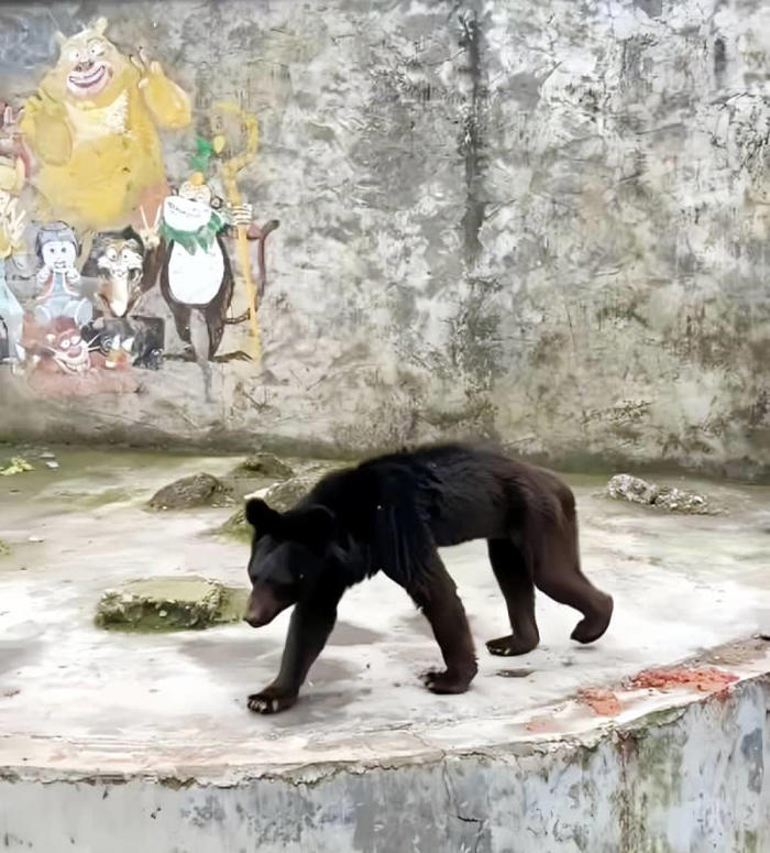 動物園のクマ、痩せすぎてまるでイヌ―中国