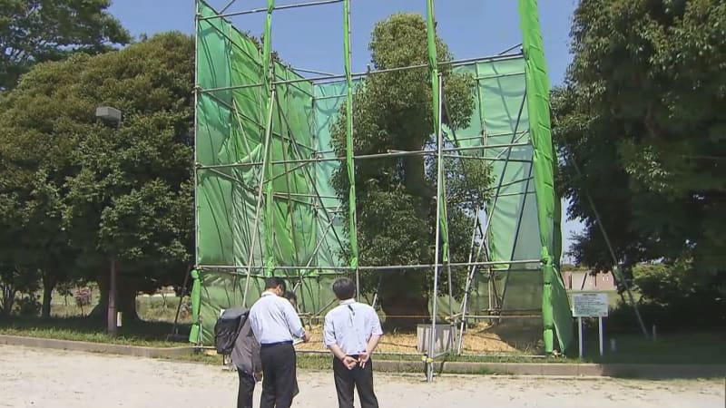 渋沢栄一が100年前に植樹したクスノキ 一般公開７月１５日まで 千葉県旭市