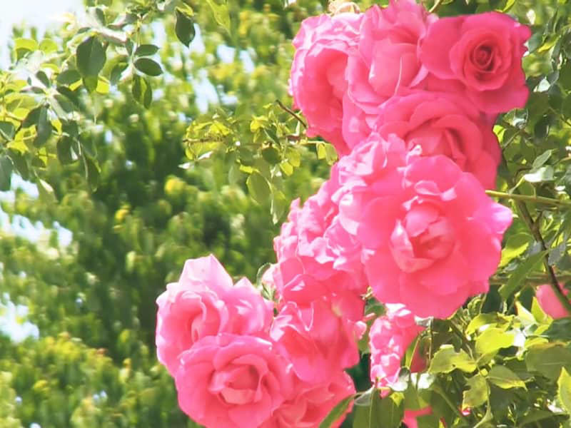 バラ園で色鮮やかなのバラが咲き始める 岐阜県飛騨市
