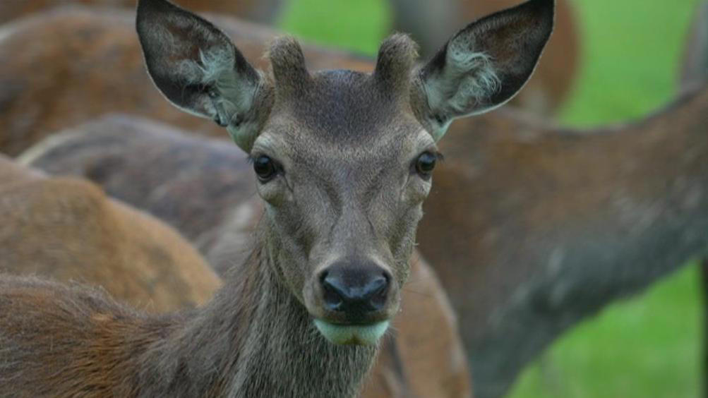 school serves 'bambi burgers' from own deer farm