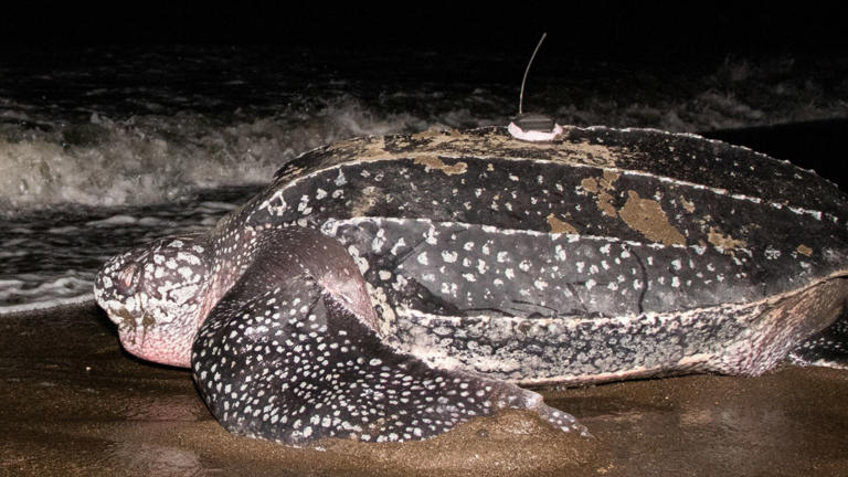 Leatherback turtle dives deeper than a Navy sub, smashing world record ...