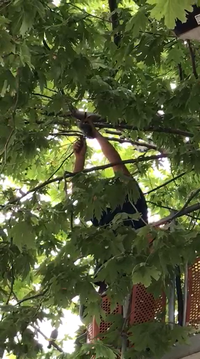 ayağına misina dolanarak ağaçta mahsur güvercini itfaiye kurtardı