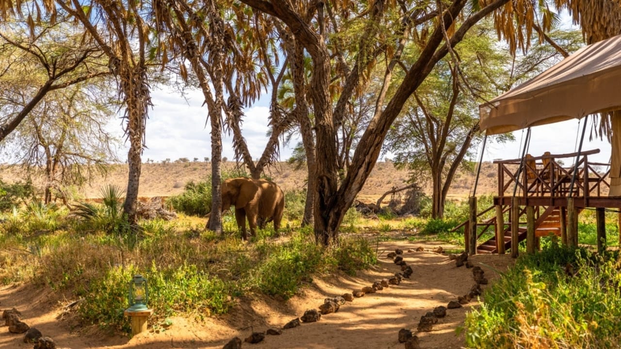 <p>For those seeking off-the-beaten-path adventures, Samburu National Reserve in northern Kenya is a gem. This remote and rugged landscape is home to rare wildlife species, including the Grevy’s zebra, Somali ostrich, reticulated giraffe, and Beisa oryx. </p> <p>The Ewaso Ng’iro River, which runs through the reserve, attracts a myriad of animals, making it a prime spot for game viewing. Camel safaris and guided walks with Samburu warriors offer unique perspectives on this beautiful region.</p>