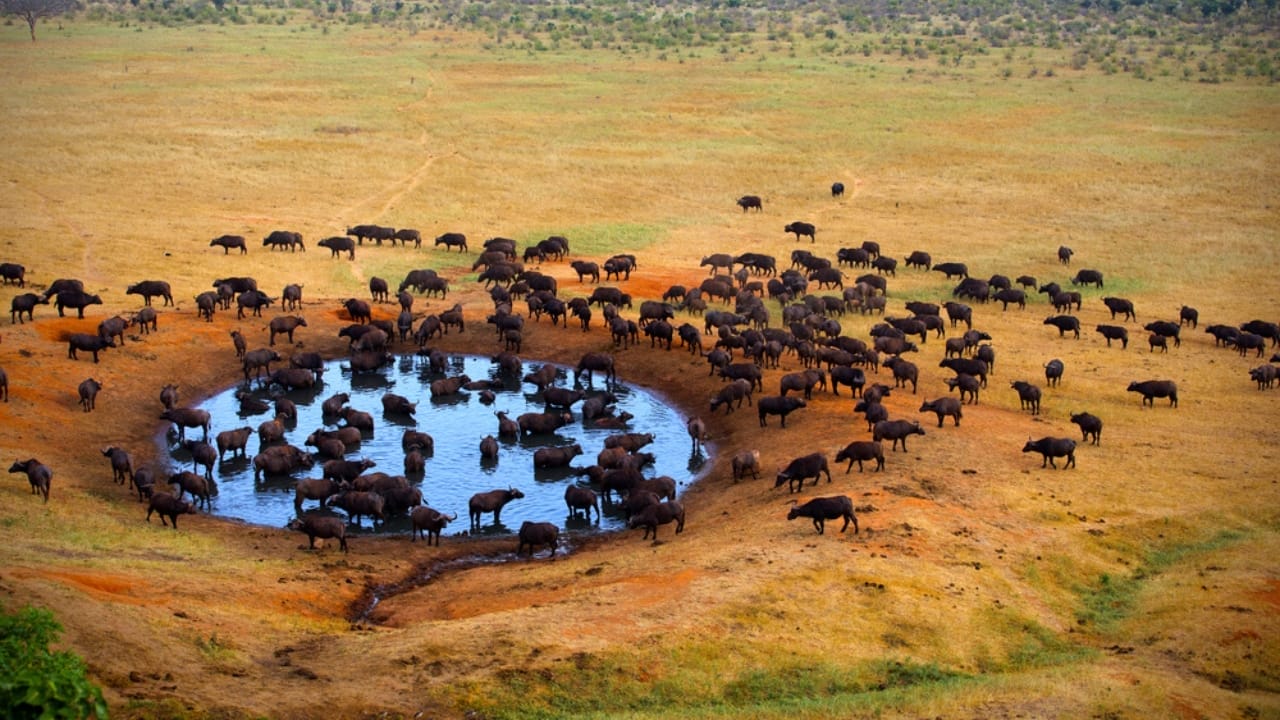 <p>Tsavo National Park, divided into East and West, is one of Kenya’s largest and oldest parks. It’s famed for its red elephants, colored by the park’s red volcanic soil. The diverse landscapes range from the lush greenery of the Taita Hills to the arid plains of the Yatta Plateau. </p> <p>For a unique experience, visit the Mzima Springs, where you can watch hippos and crocodiles underwater through a special viewing chamber. A night safari in Tsavo reveals the nocturnal activities of hyenas, leopards, and other creatures of the dark.</p>