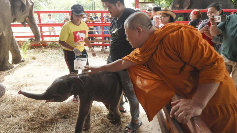 Miracle': Rare male-female twin elephants born in Thailand