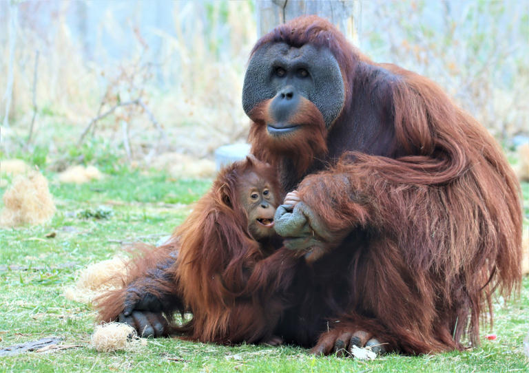 Denver's best dad is an orangutan named Berani