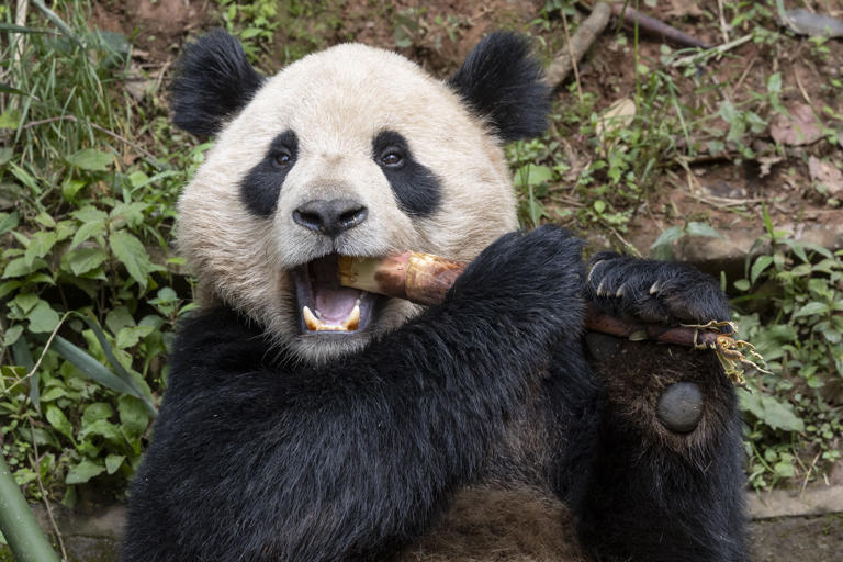 Pandas headed to San Diego Zoo quarantined in China, may being readied ...