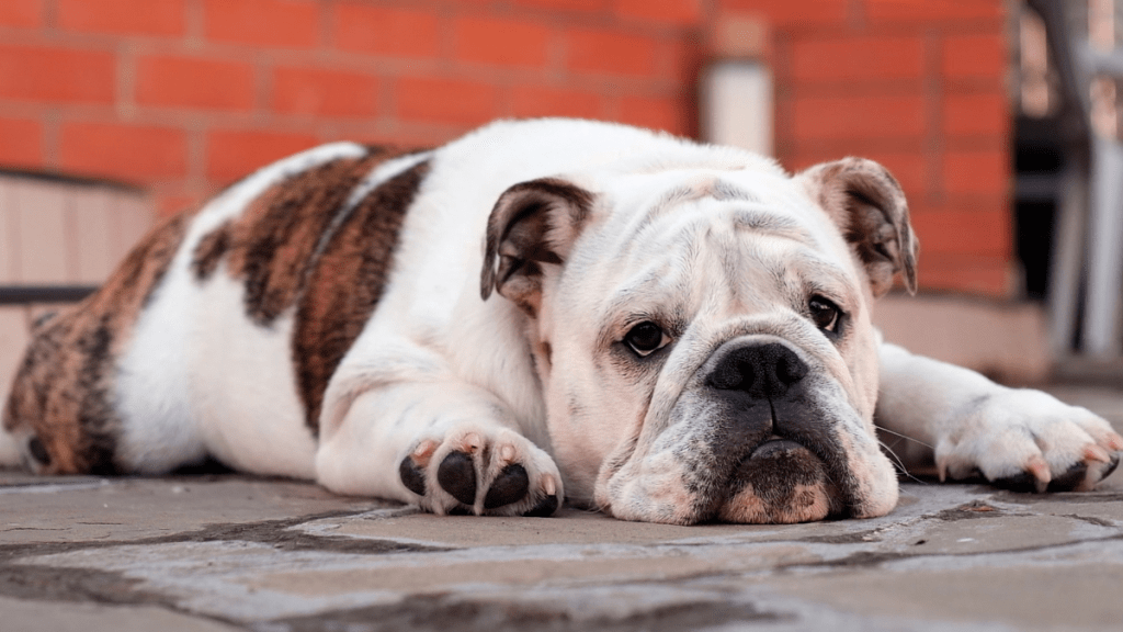 6 Calm Dog Breeds Known for Their Relaxed Personalities: King Charles ...