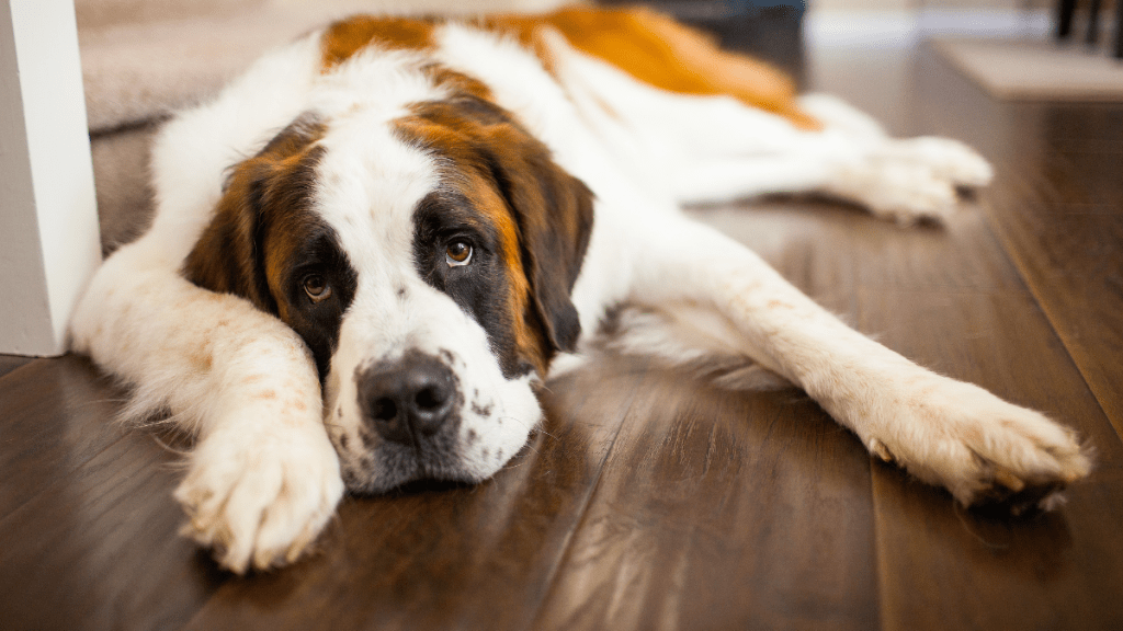 6 Calm Dog Breeds Known for Their Relaxed Personalities: King Charles ...