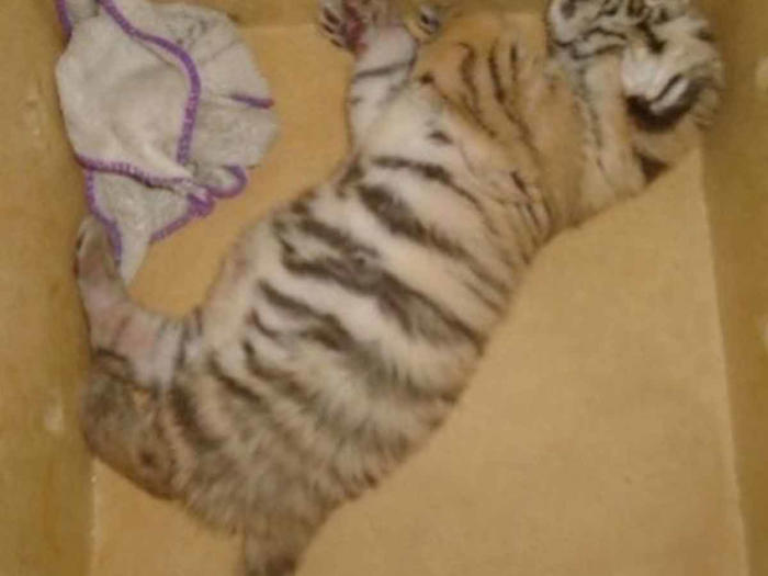 rescatan cachorro de tigre de bengala en yucatán
