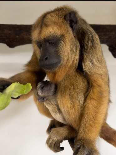 Birmingham Zoo's black howler monkeys welcome new baby just in time for ...