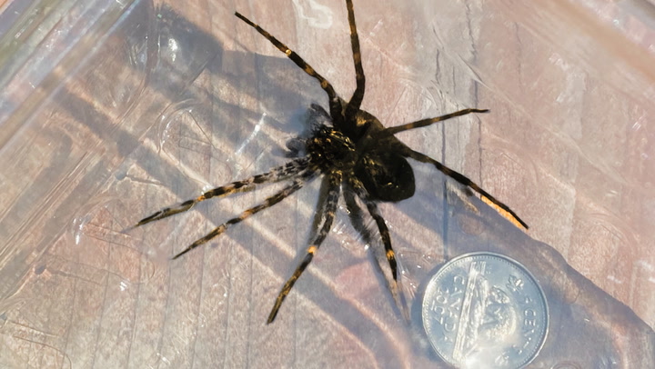 These massive spiders lurk in Canada, what to know about them