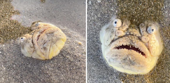 シンガポールのビーチで発見された奇妙な生物…その正体は？