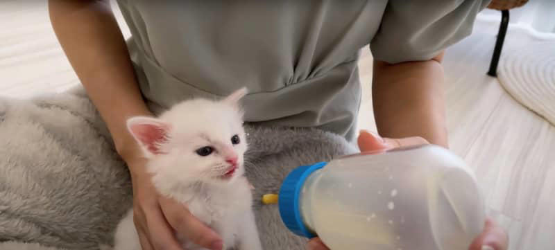 保護した赤ちゃん猫の『哺乳瓶の飲み口』取り替えた結果…まさかの